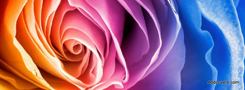 rose flowers cover photos for facebook timeline
