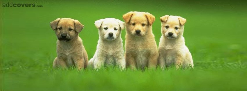 four cute puppies