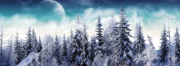 snow forest facebook covers