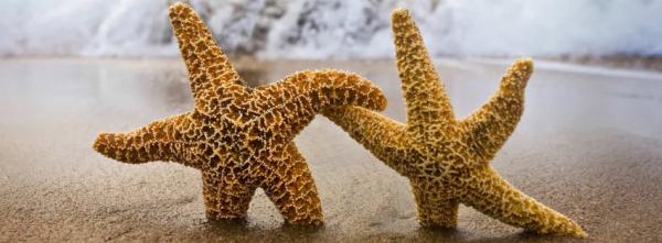 Two Starfishes