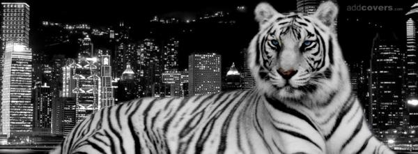 Tiger City Night