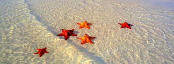 Starfishes on the Beach
