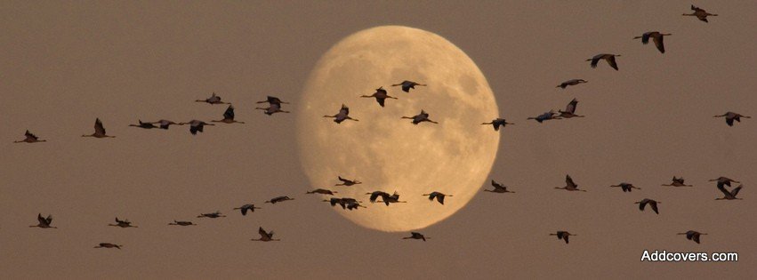 Flock of Wild Geese {Animals Facebook Timeline Cover Picture, Animals Facebook Timeline image free, Animals Facebook Timeline Banner}