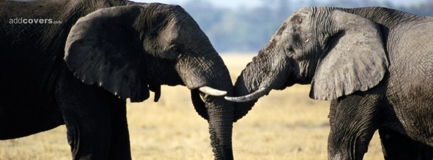 Elephants {Animals Facebook Timeline Cover Picture, Animals Facebook Timeline image free, Animals Facebook Timeline Banner}
