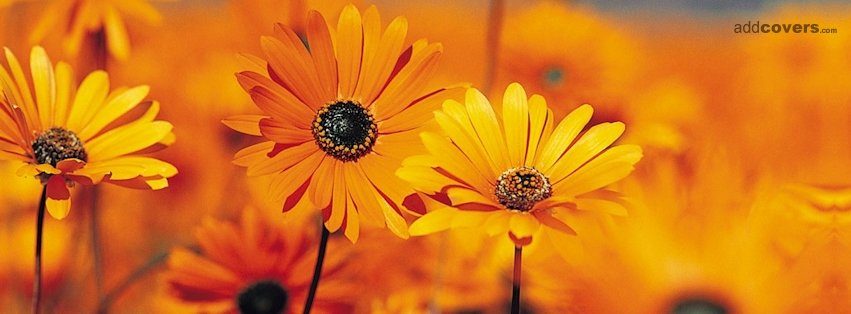 Orange Flowers {Flowers Facebook Timeline Cover Picture, Flowers Facebook Timeline image free, Flowers Facebook Timeline Banner}