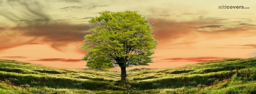 tree {Scenic & Nature Facebook Timeline Cover Picture, Scenic & Nature Facebook Timeline image free, Scenic & Nature Facebook Timeline Banner}