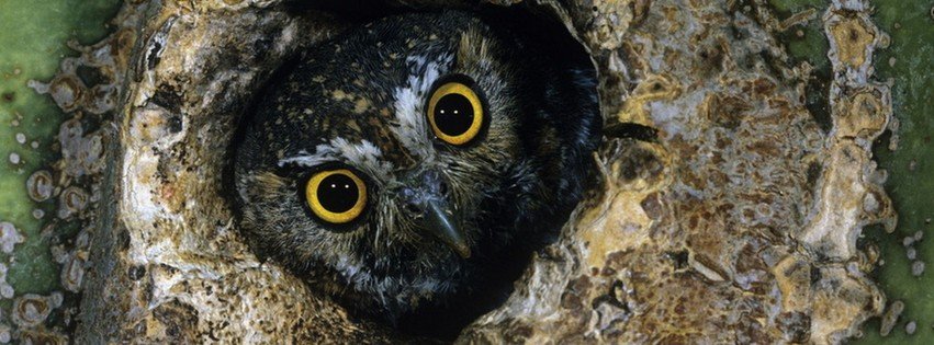 Owl in the Ð ollow {Animals Facebook Timeline Cover Picture, Animals Facebook Timeline image free, Animals Facebook Timeline Banner}