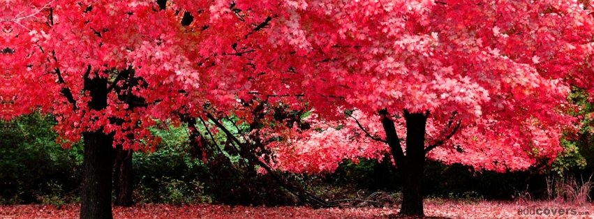 Pink Trees {Scenic & Nature Facebook Timeline Cover Picture, Scenic & Nature Facebook Timeline image free, Scenic & Nature Facebook Timeline Banner}