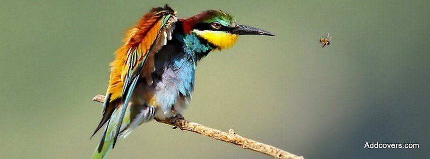 Colorful Little Bird {Animals Facebook Timeline Cover Picture, Animals Facebook Timeline image free, Animals Facebook Timeline Banner}