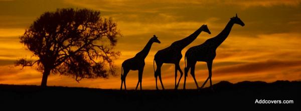 Giraffe Silhouette