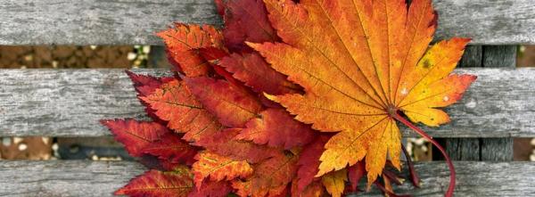 Orange Leaves