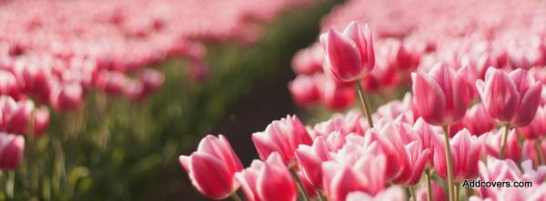 Tulip Field