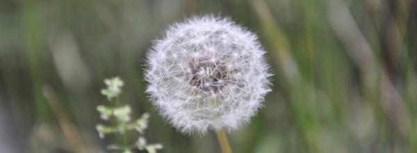 Dandelion