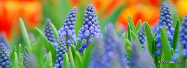 Muscari Flowers