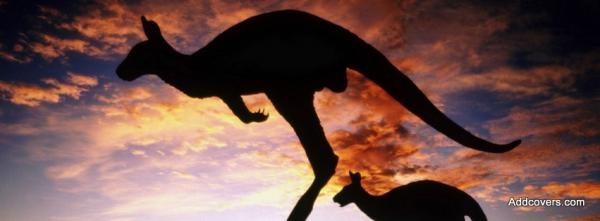 Kangaroos at Sunset