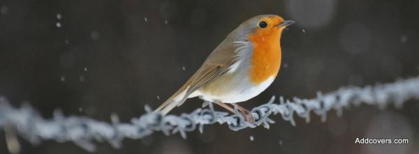 Bird in the Snow