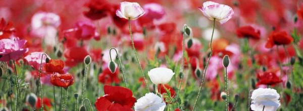 Red and White Poppies