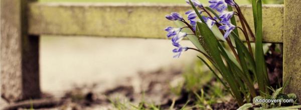 Little Flowers Along the Fence