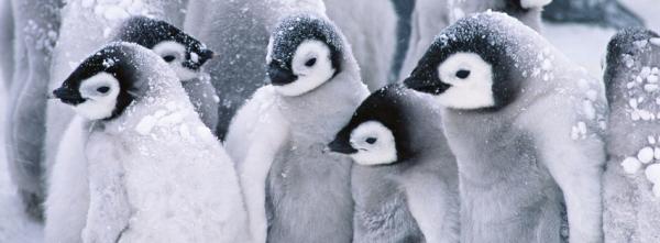 Arctic Penguins