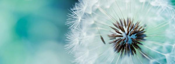 Dandelion Flower