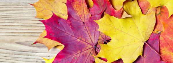 Fall Leaves