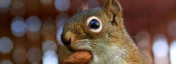 Squirrel with a Nut