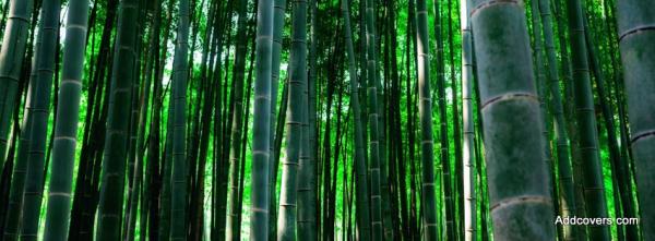 Bamboo Forest