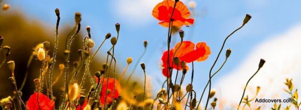 Red Poppy Flowers