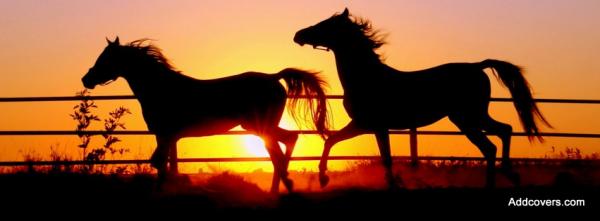 Horses Silhouettes