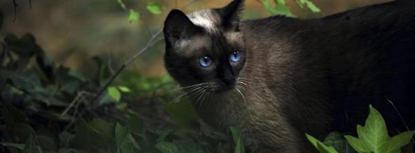 Blue-Eyed Cat