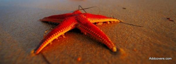 Red Starfish