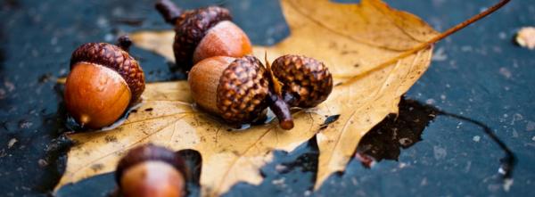 Acorns