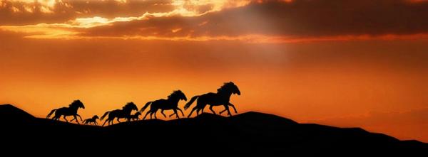 Horses Silhouettes