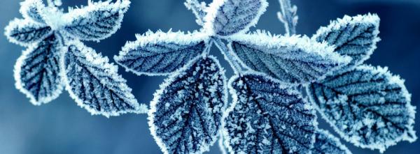 Frozen Leaves