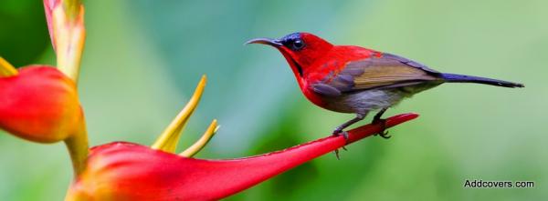 Crimson Sunbird