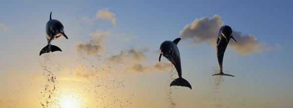 Jumping Dolphins