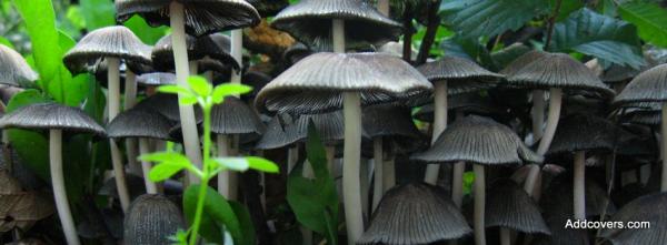 Mushrooms