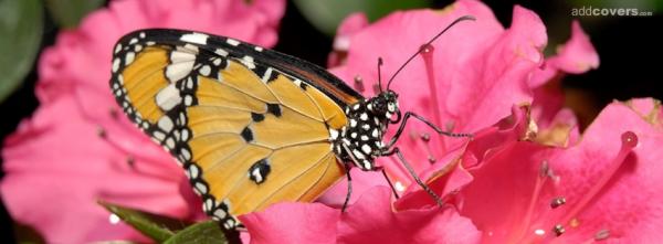 Butterfly & Flower