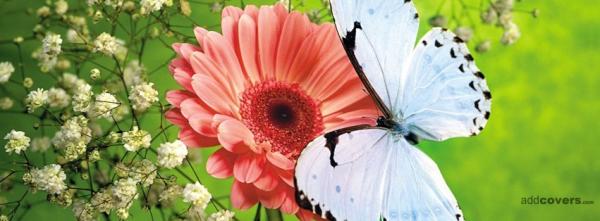 White butterfly & Flower