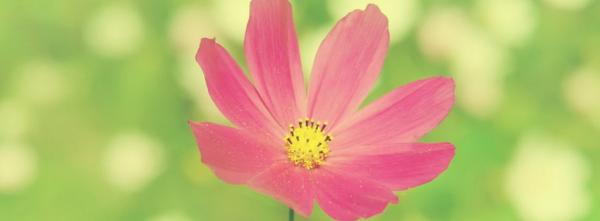 Pink Flower