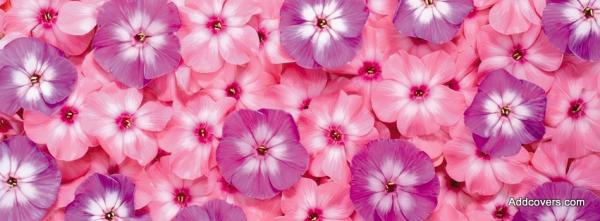 Pink Petunias