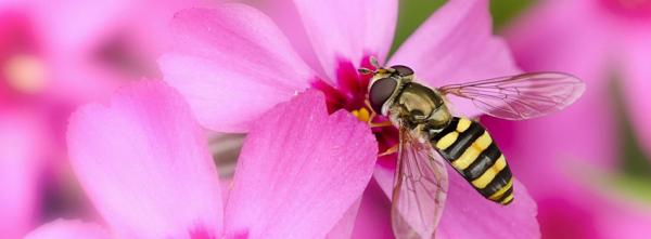 Bee on Flower