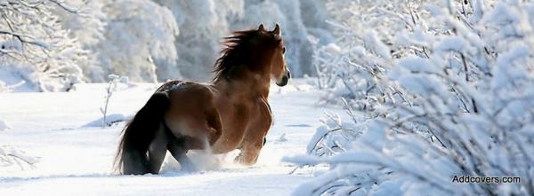 Horse in the Snow