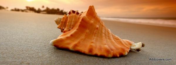 Beautiful Seashell