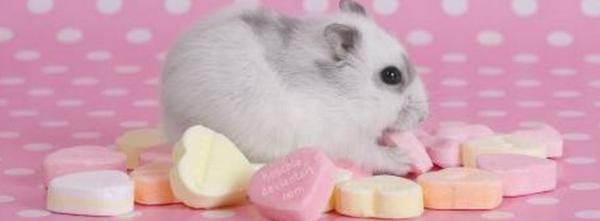 Cute Hamster