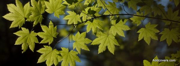 Maple Leaves