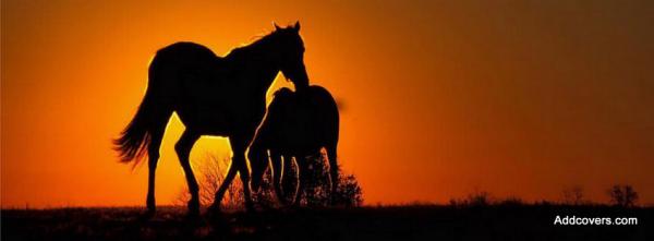 Horses Sunset Silhouette