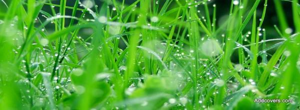 Dew Drops on Grass