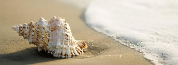 Seashell on the beach