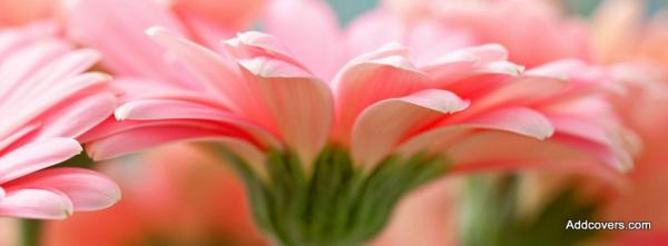 Light Pink Gerbera